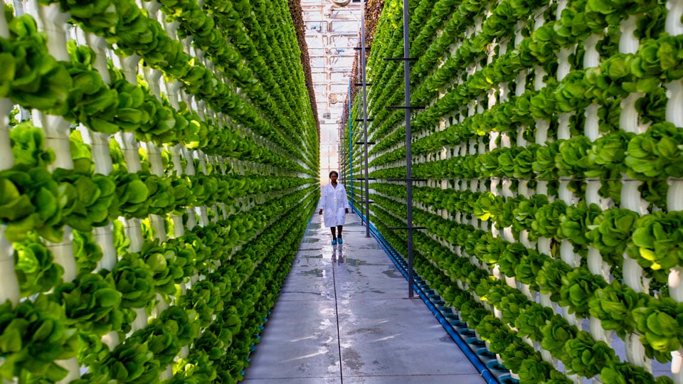 MOO ETF: Pregunta y respuesta