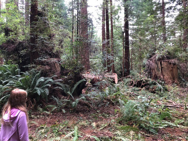 Old growth redwood stump in sustainable forest